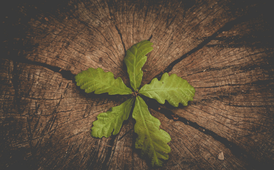 deilen sy'n eistedd ar ddarn o bren